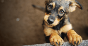 5 Animal Shelter Marketing Ideas That Drive More Adoptions